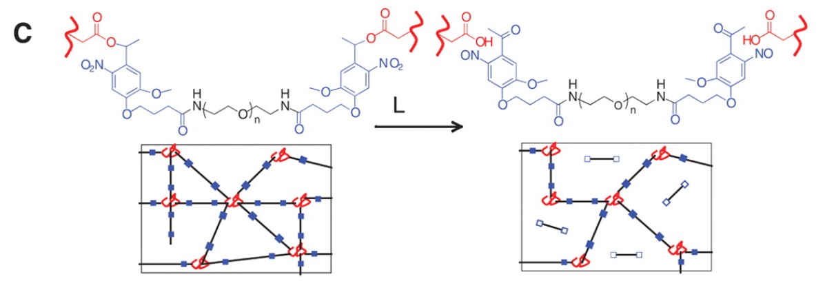 Strategy to create photodegradable hydrogels for 3D cell culture